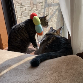 えらく真剣でございますねの画像