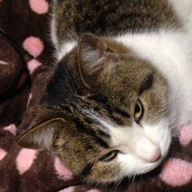 ちーやん(^｡^)ゴロゴロの画像