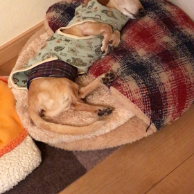 輸液皮下注射の画像