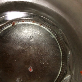 クリオネ飼育 約95日目の画像