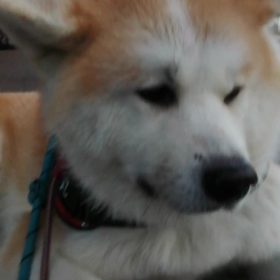 あと一息かな？お泊まり訓練ストレスからの回復。未来丸は箱入り息子、環境の変化は相当なストレスなのの画像