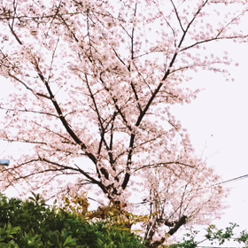 桜の画像