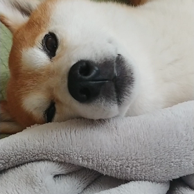 勘助の動画ですの画像