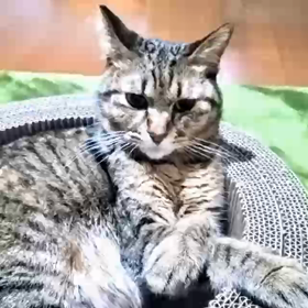 カル～朝のツブヤキの画像