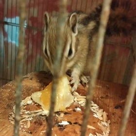 フルーツの画像