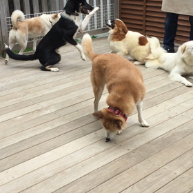 ねぇねぇねぇあーそぼ♪(*^^)o∀*∀o(^^*)♪の画像