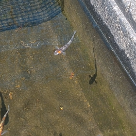 元気にしてました(^^)の画像