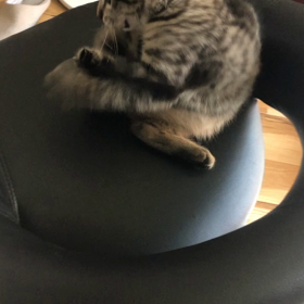 ニャンだこれはーっ？？？の画像