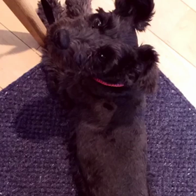 次女初ヒート？の画像