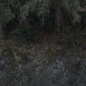 家の外から聞こえる美しい鳥の鳴き声の画像