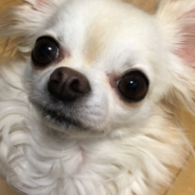 お散歩行く気満々だったのに涙の画像