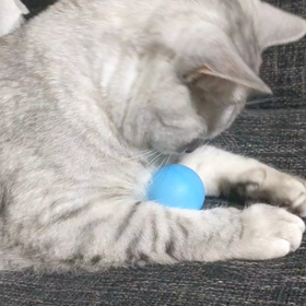 ボール遊びが下手くそな銀次郎の画像