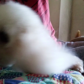 サラッと動画での画像