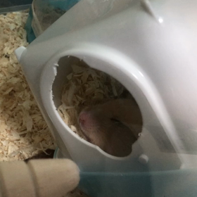 ころりんハウスの画像