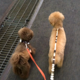 ショコラ&モアちゃんの画像