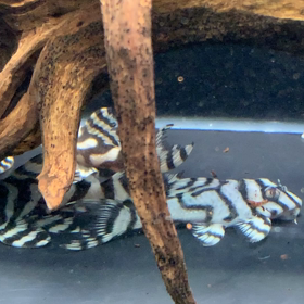 キンペコ動画‼️の画像