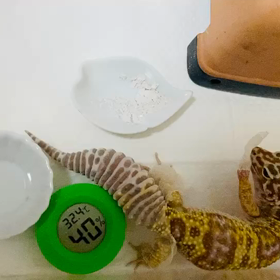 カムちゃん　脱皮が大変の画像