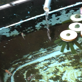 たまにはめだか(^_^;)の画像