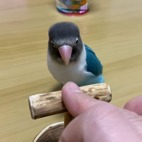 かしこい鳥の画像