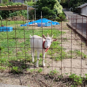 ユキちゃんの画像