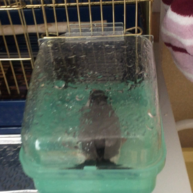 我が家のペット③の画像