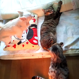 きららの月命日の画像