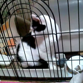 今日はナイルの命日です(=^..^=)ﾐｬｰの画像