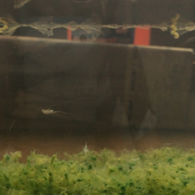 シーモンキー1ヶ月と3週間の画像