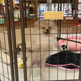 ちびポメ♡の画像