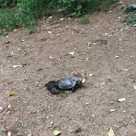 早朝ウォーキングで「カメ」に遭遇！？の画像