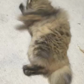 ゴロンゴロン(o^^o)の画像