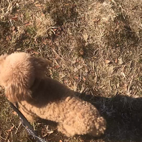 ♪お散歩動画♪代々木公園♪①の画像