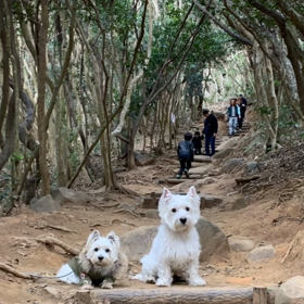トトロの森からの福岡タワーの画像