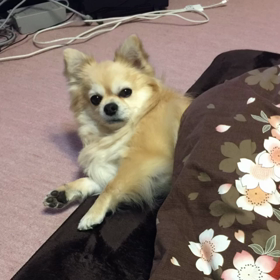 ぐうたら の弁解の画像