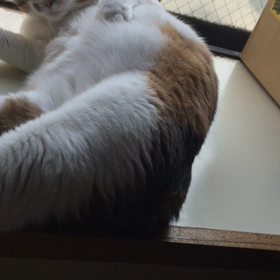 【動画】ご機嫌マヨラ ＊音声アリの画像