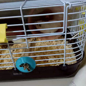 撮影成功！の画像