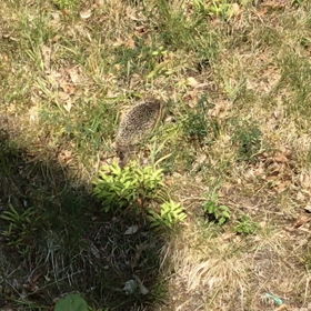 ゴソゴソっと...の画像