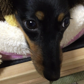 ネネ レポーター？の画像