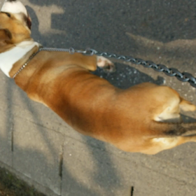 ゆったりお散歩の画像