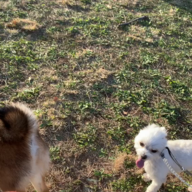 11月22日12わんこと2時間30分遠足　代々木公園表参道の画像