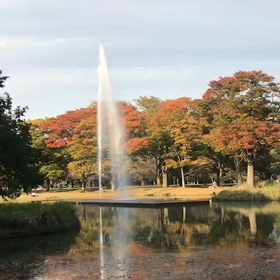 ♪お散歩動画♪代々木公園♪の画像