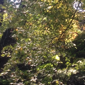 アダージェットの画像