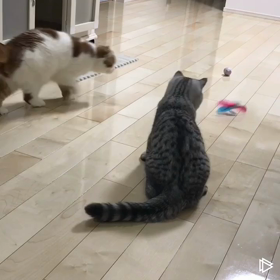 華麗なるシンクロニャンズの画像