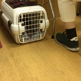 キューキュー。の画像