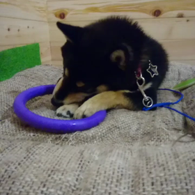 cona日記 僕の家完成間近の画像