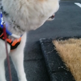 今朝は思いの外寒かった。手袋無しで飼い主手が冷たくて困った。薄着で寒くて休憩が飼い主ちょっと辛の画像
