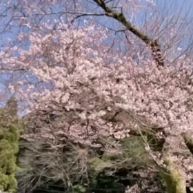 KIN207　青い手　黄色い戦士　音12の画像