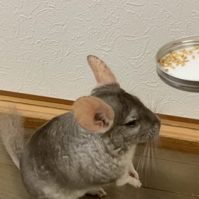 ちょうだいっ！！₍ᐢ⸝⸝•ω•⸝⸝ᐢ₎の画像