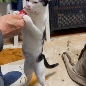 初ちゅ〜るの画像