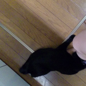 お猫様御一行 【その2】の画像